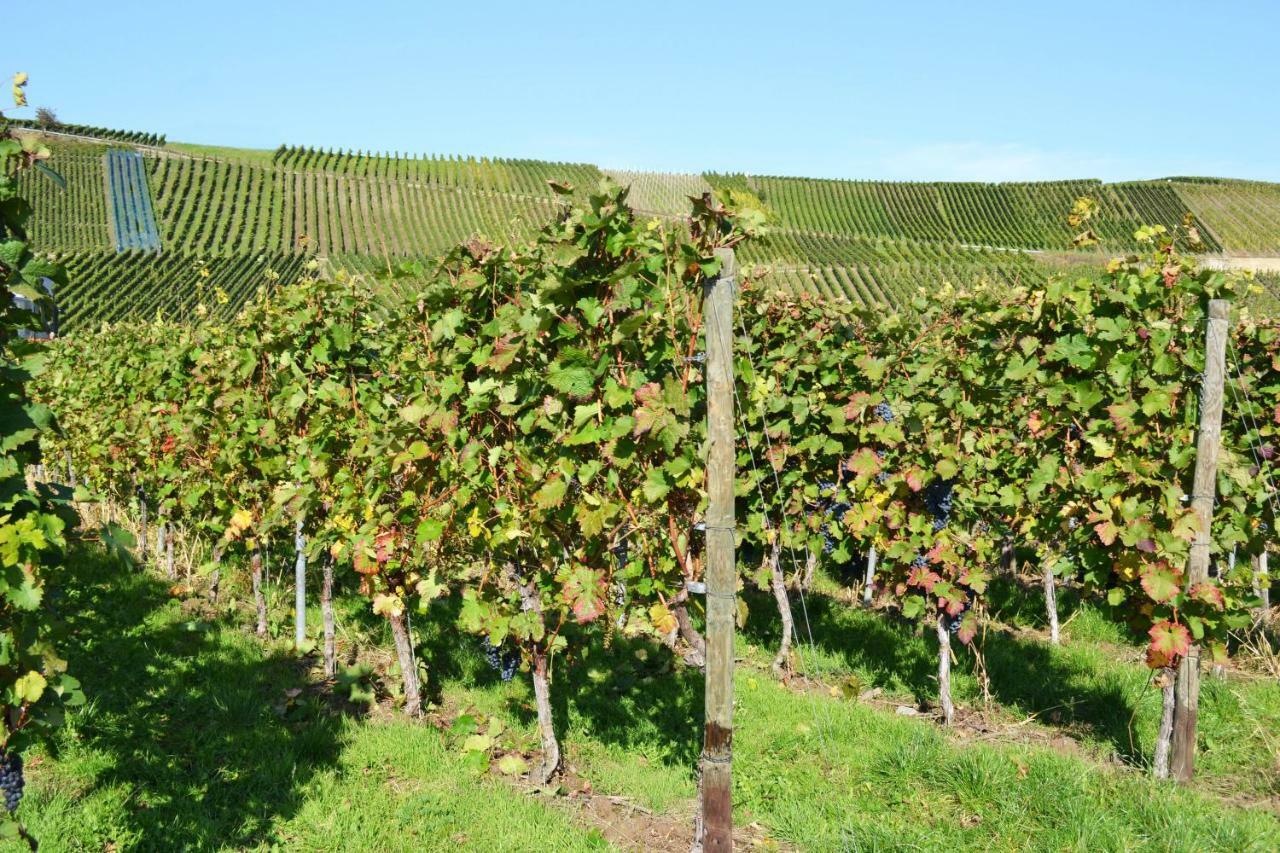Gaestehaus Weingut Mathy-Schanz Osann-Monzel Ngoại thất bức ảnh